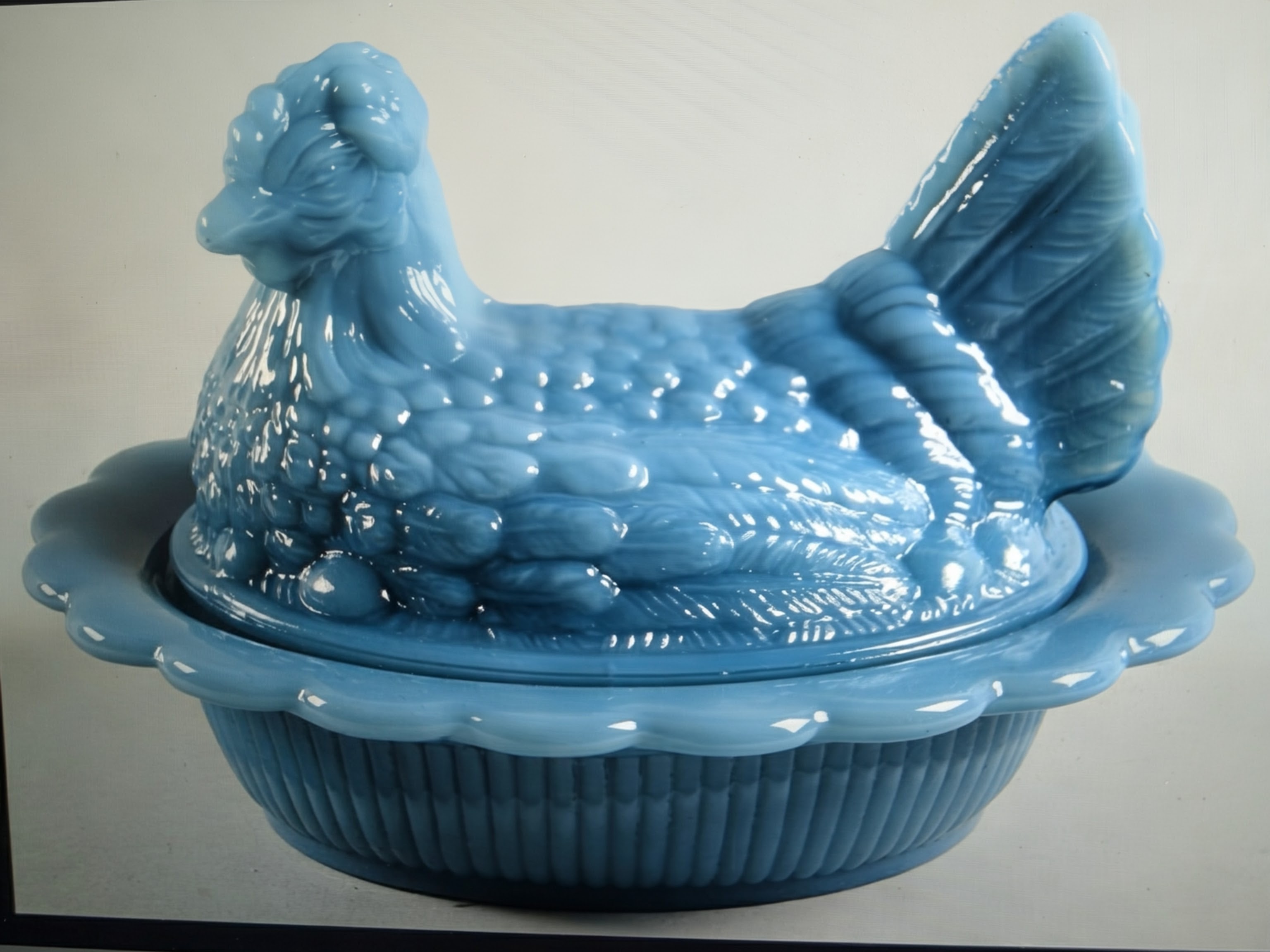 Split tail hen on nest